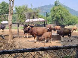Vandalur Zoo Ticket Price 2023 Online Booking, Tickets Rate List and Timings